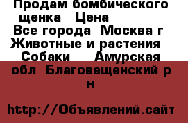 Продам бомбического щенка › Цена ­ 30 000 - Все города, Москва г. Животные и растения » Собаки   . Амурская обл.,Благовещенский р-н